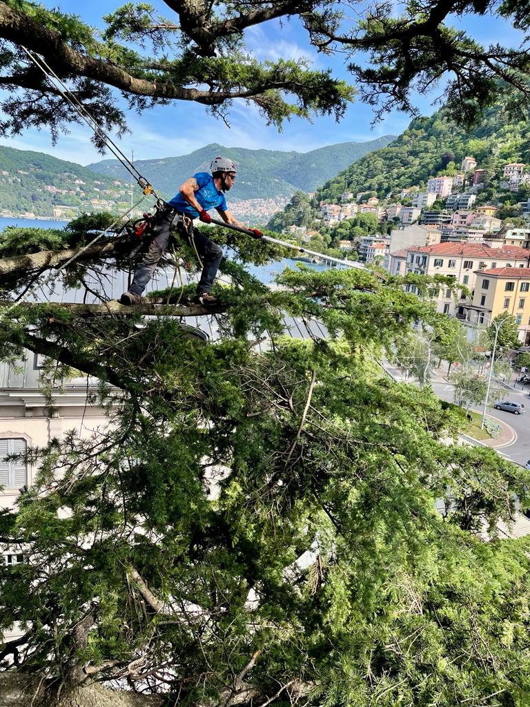 Gli alberi più belli di Como - Cedro dell'Himalaya del lungo lago