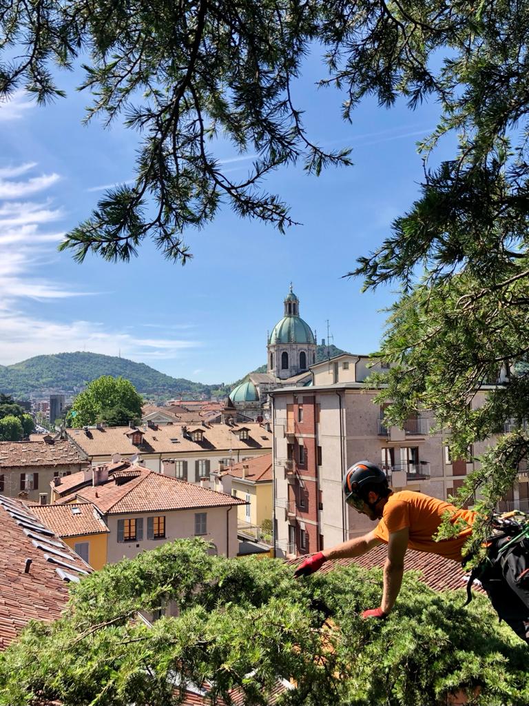 Gli alberi più belli di Como - Cedro dell'Himalaya del lungo lago