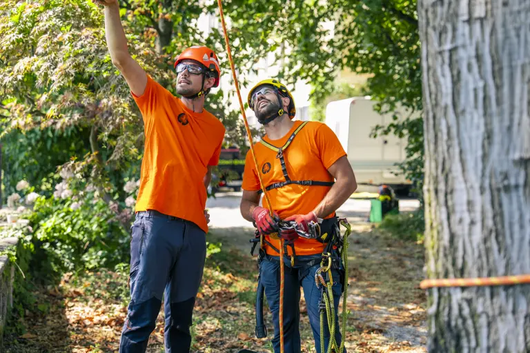 Como Alberi - Interventi arboricolturali conservativi di alta qualità