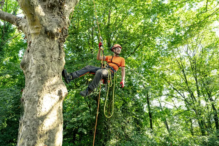Como Alberi - Treeclimbing
