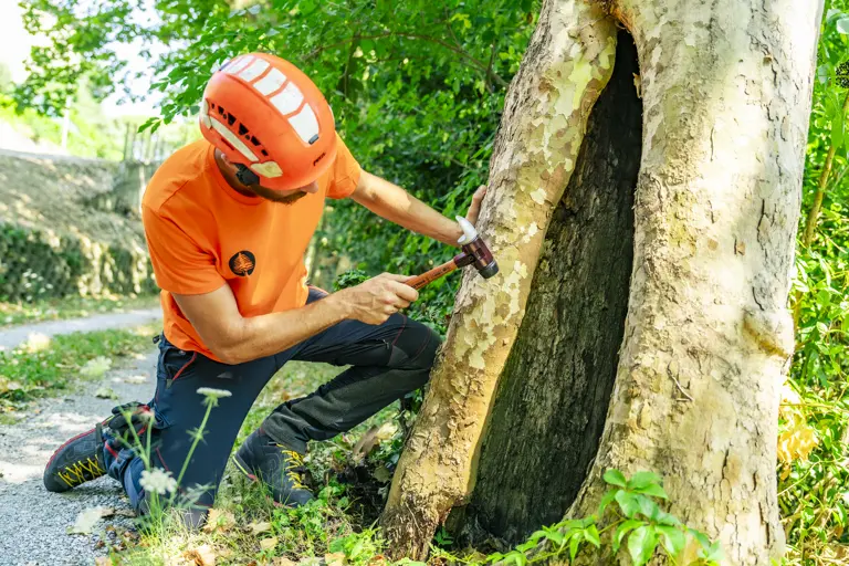 Como Alberi - Valutazione di stabilità alberi