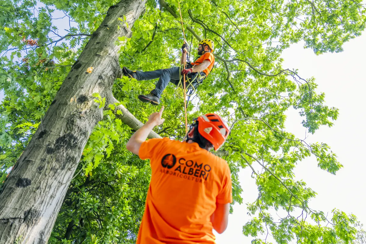 I servizi di Como Alberi
